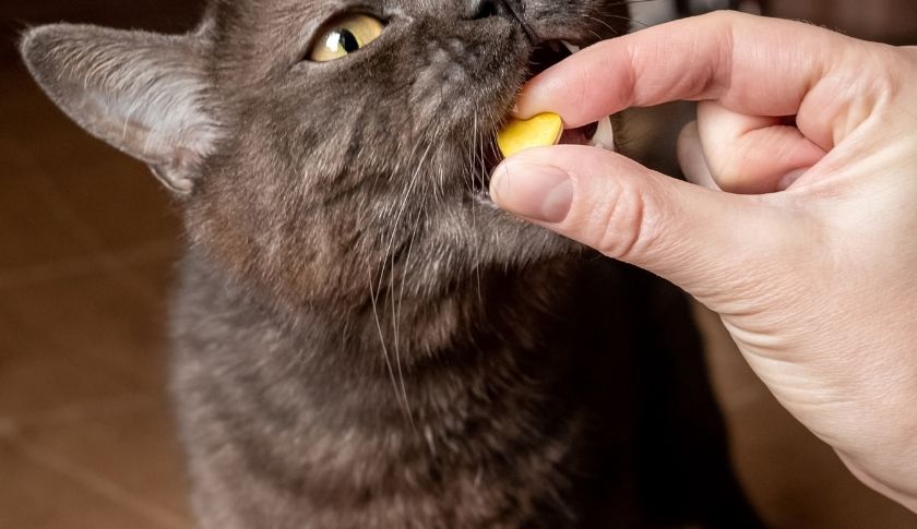 Evcil Dostlarınızın Sağlığı İçin Tene Pharma